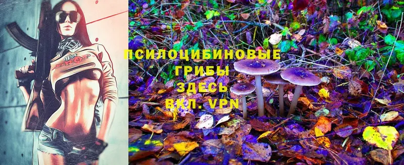 дарнет шоп  Коряжма  Галлюциногенные грибы Cubensis 